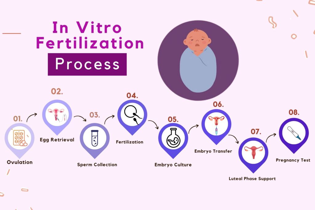 What is In-Vitro Fertilization (IVF) 2024 2 IVF-process, What is In-Vitro Fertilization (IVF) 2024